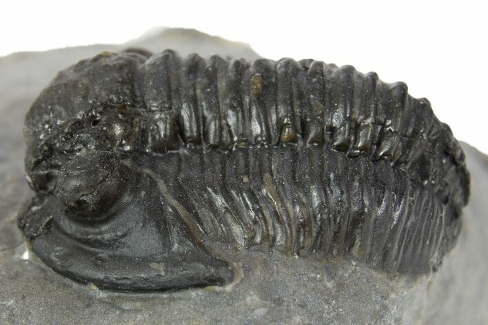 Detailed Gerastos Trilobite Fossil - Morocco #345151